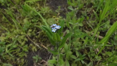 Myosotis
