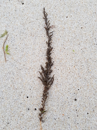 photo of Japanese Wireweed (Sargassum muticum)