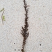 photo of Japanese Wireweed (Sargassum muticum)