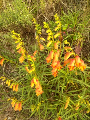 Digitalis obscura (Digitalis obscura)