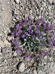 Phoenicaulis cheiranthoides