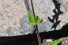 Penstemon subserratus