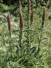 Digitalis parviflora