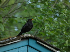 Turdus merula