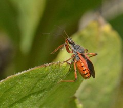Rhynocoris ventralis