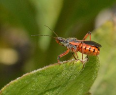 Rhynocoris ventralis