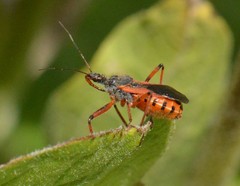 Rhynocoris ventralis