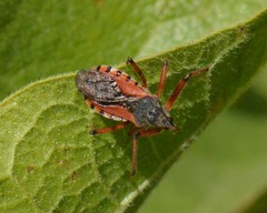 Rhynocoris ventralis