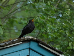 Turdus merula