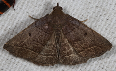 Zanclognatha obscuripennis