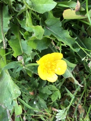 Ranunculus repens