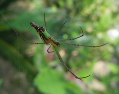Leucauge