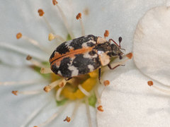 Anthrenus scrophulariae