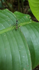 Dolichoderus rugosus