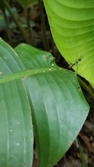 Dolichoderus rugosus