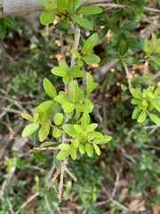 Ilex vomitoria image