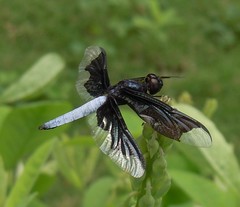 Palpopleura
