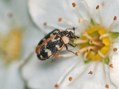 Anthrenus scrophulariae