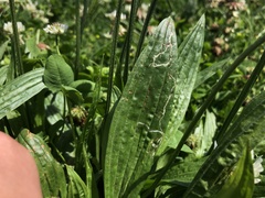 Phytomyza plantaginis