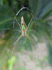 Leucauge