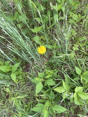 Krigia dandelion