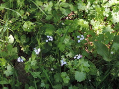 Myosotis sylvatica sylvatica