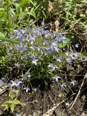 Houstonia caerulea