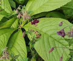 Apis mellifera