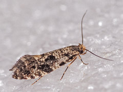Nemapogon granella