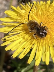 Eucera longicornis