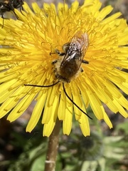 Eucera longicornis