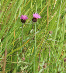Centaurea decipiens