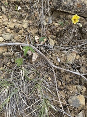 Potentilla leucophylla
