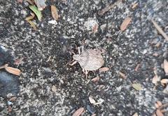 Antiteuchus macraspis