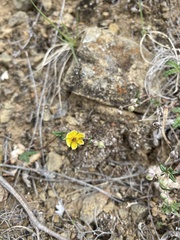 Potentilla leucophylla