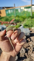 Lacerta agilis grusinica