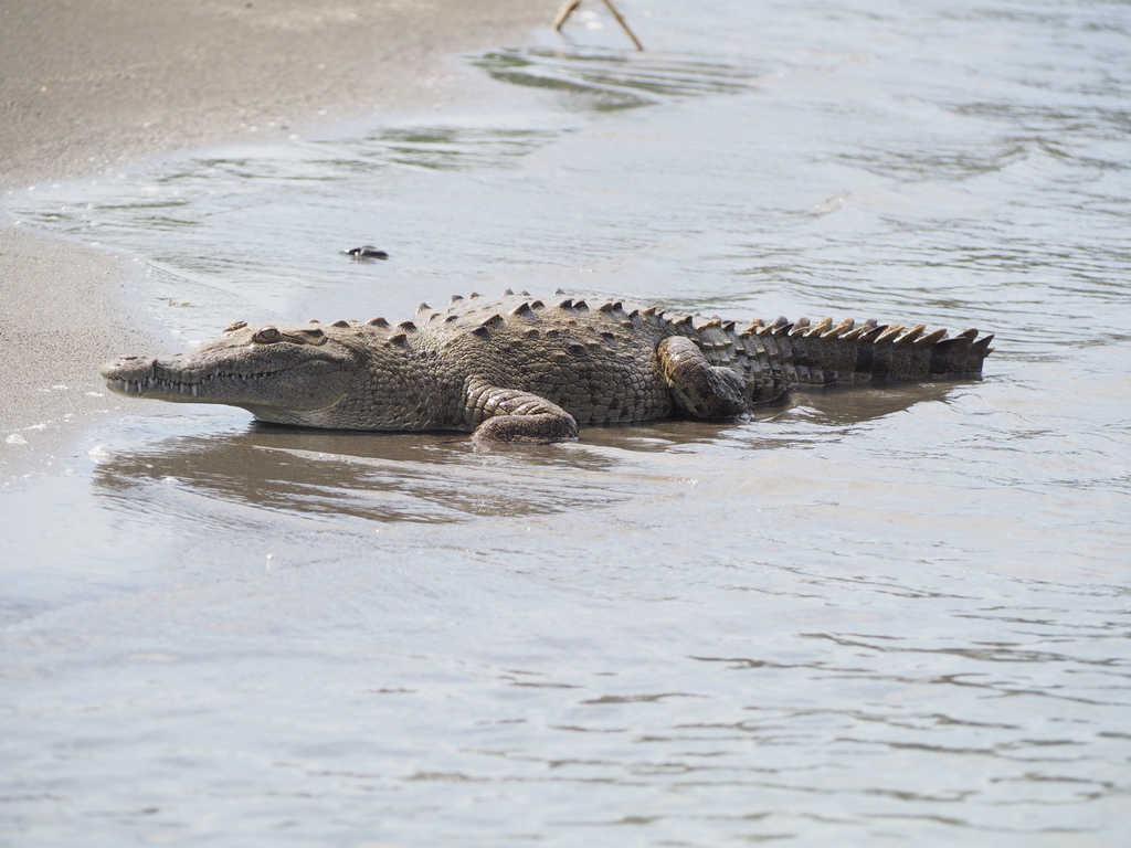 American crocodile resting on a sandy river bank at the water's edge in Costa Rica