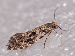 Nemapogon granella
