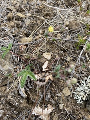Potentilla leucophylla