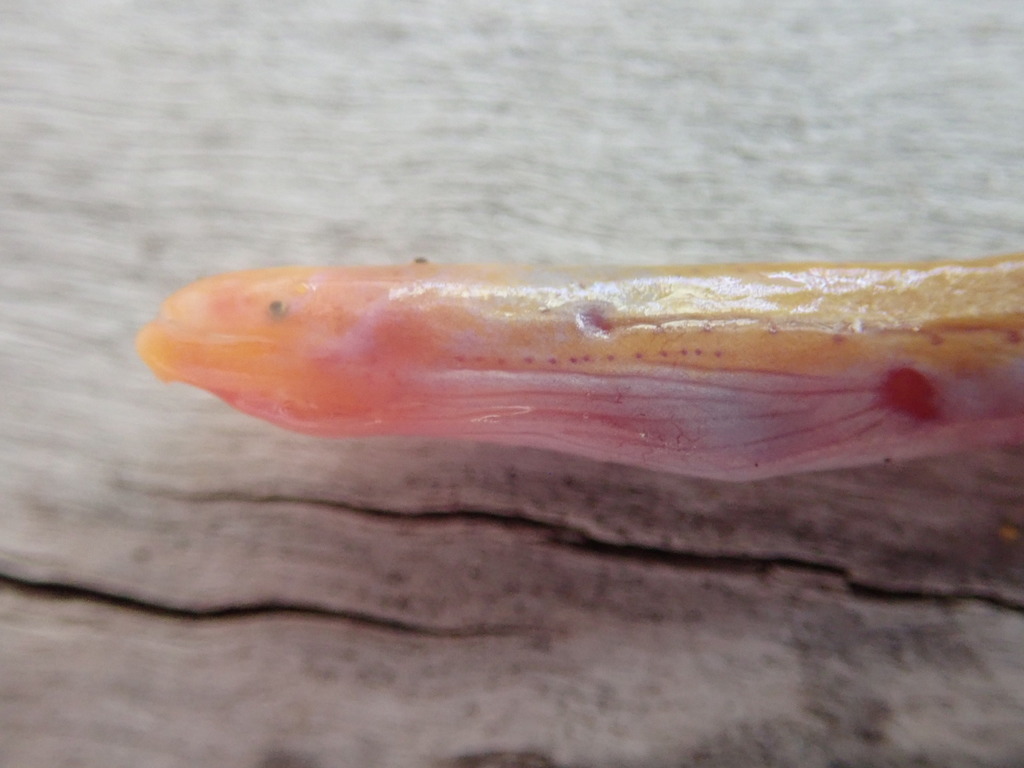 Spaghetti eel (Moringua edwardsi) — Moringuidae