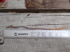 Spaghetti Eel photo 2