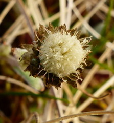 Antennaria monocephala