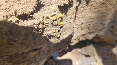 Diversibipalium multilineatum