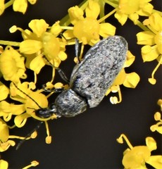 Mycterus curculioides