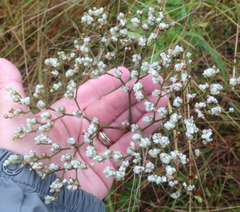 Eriogonum multiflorum