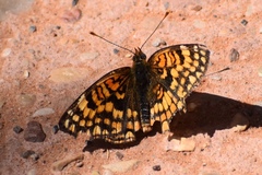 Chlosyne acastus