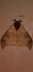 Automeris hamata