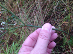 Eriogonum multiflorum
