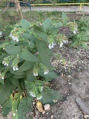 Symphytum caucasicum