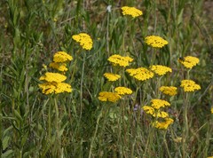 Achillea tomentosa